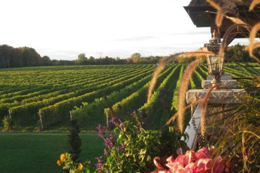 Vignoble Rivière du Chêne