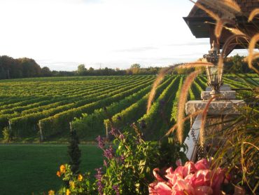 Vignoble Rivière du Chêne