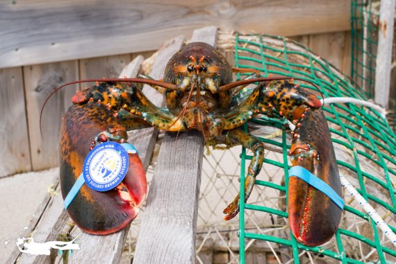 homard de Gaspésie