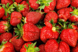 Fraises du Québec au Verger Charbonneau