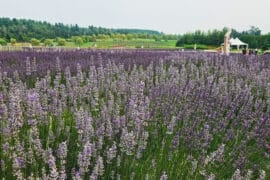 Bleu lavande - champs en floraison