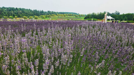 Bleu lavande - champs en floraison