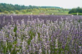 Bleu lavande - champs en floraison