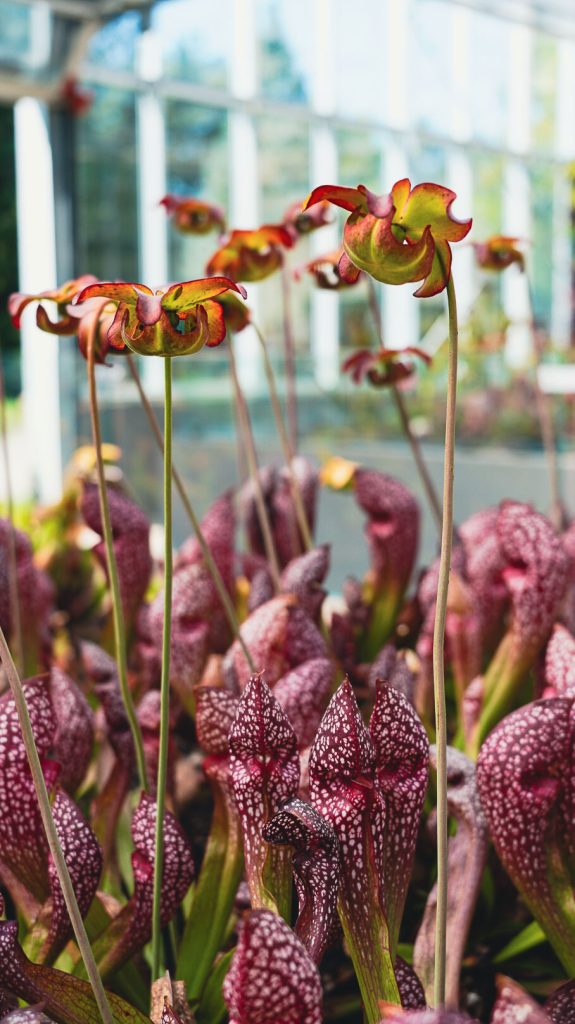 plante carnivore au Parc Marie-Victorin à Victoriaville
