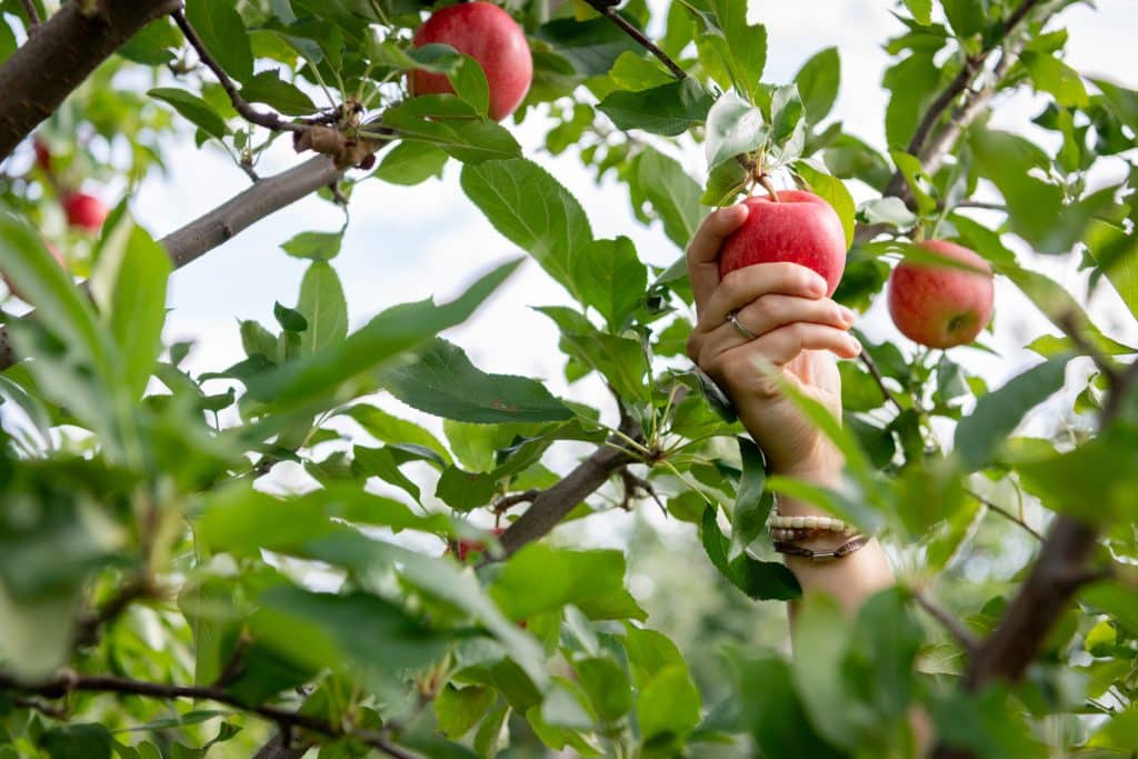 Autocueillette de pommes