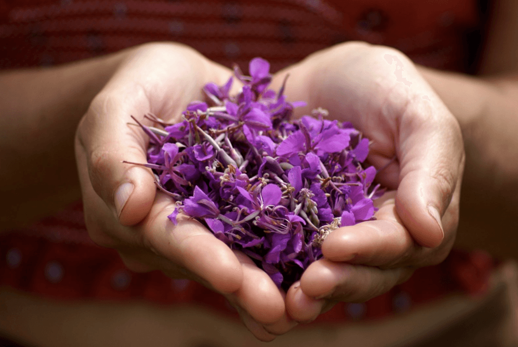 Mains tenant des fleurs d’épilobe sauvage en Abitibi, utilisées pour créer les thés boréaux des Thés du Nord.