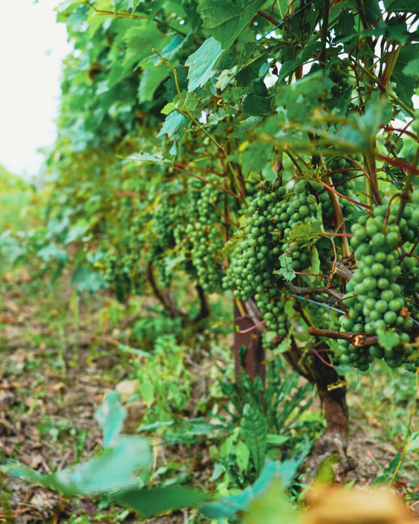 vignes et paysage de l'Estrie au vignoble Léon Courville